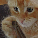 Maine Coon