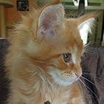 Maine Coon