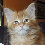 Maine Coon