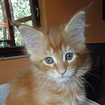Maine Coon