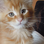 Maine Coon
