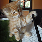 Maine Coon