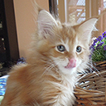 Maine Coon