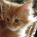 Maine Coon