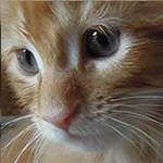 Maine Coon