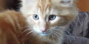 Kocurek Maine Coon