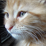 Maine Coon