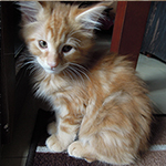Maine Coon