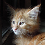 Maine Coon