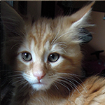 Maine Coon