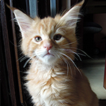 Maine Coon
