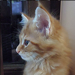 Maine Coon