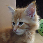 Maine Coon