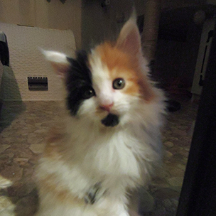 Kotka Maine Coon