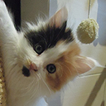 Kotka Maine Coon