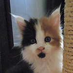 Kotka Maine Coon