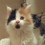 Kotka Maine Coon