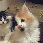 Kotka Maine Coon