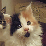 Kotka Maine Coon