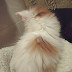 Kotka Maine Coon