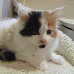 Kotka Maine Coon