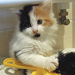 Kotka Maine Coon
