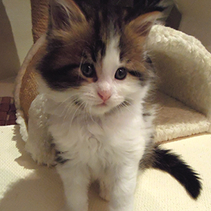 Kocurek Maine Coon