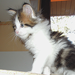 Kocurek Maine Coon