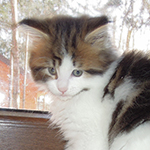 Kocurek Maine Coon