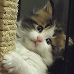 Kocurek Maine Coon
