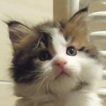 Kocurek Maine Coon