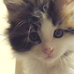 Kocurek Maine Coon