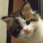 Kocurek Maine Coon