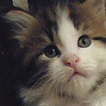 Kocurek Maine Coon