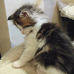 Kocurek Maine Coon