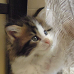 Kocurek Maine Coon