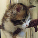 Kocurek Maine Coon