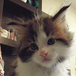 Kocurek Maine Coon