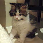Kocurek Maine Coon