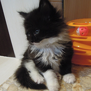 Kocurek Maine Coon