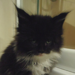 Kocurek Maine Coon