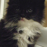 Kocurek Maine Coon