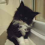 Kocurek Maine Coon