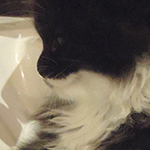 Kocurek Maine Coon