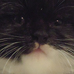 Kocurek Maine Coon