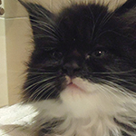 Kocurek Maine Coon