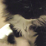 Kocurek Maine Coon