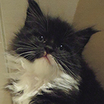 Kocurek Maine Coon