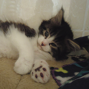 Kocurek Maine Coon