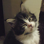 Kocurek Maine Coon